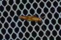 Caloptilia alchimiella