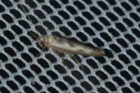 Scythris limbella
