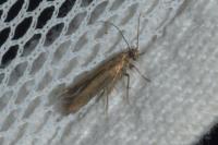 Scythris terrenella