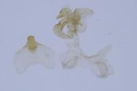 Scythris terrenella