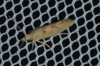 Ypsolopha alpella