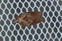 Acleris hastiana