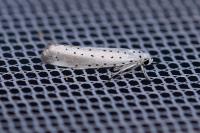 Yponomeuta rorrella