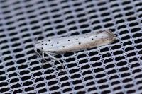Yponomeuta rorrella