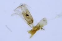 Aproaerema larseniella