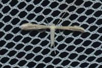 Adaina microdactyla
