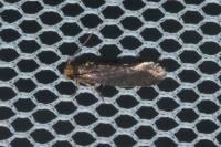 Cephimallota crassiflavella