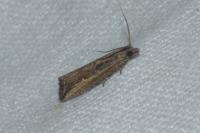 Bactra venosana