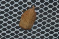 Pandemis corylana