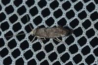 Paraswammerdamia nebulella