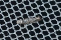 Paraswammerdamia nebulella