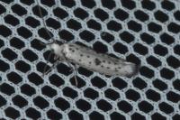 Yponomeuta plumbella