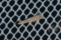 Pyroderces argyrogrammos