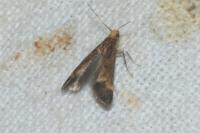 Apodia bifractella