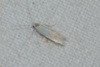 Ptocheuusa paupella