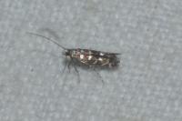 Parectopa ononidis