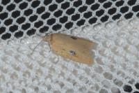 Acleris lorquiniana