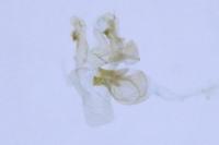 Ptocheuusa paupella