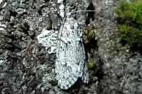 Diurnea fagella