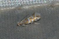 Phyllonorycter insignitella