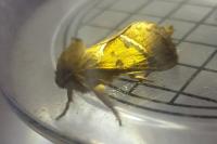 Triodia sylvina