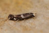 Elachista stabilella