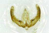 Hedya salicella
