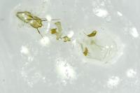 Eucosma parvulana