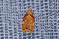 Carcina quercana