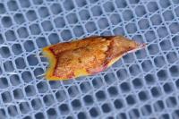 Carcina quercana