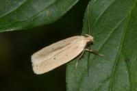 Agonopterix pallorella