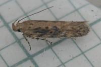 Scrobipalpa ocellatella