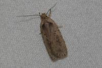 Agonopterix