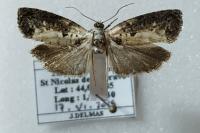 Hedya salicella
