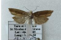 Eucosma parvulana