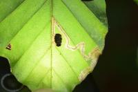 Stigmella hemargyrella