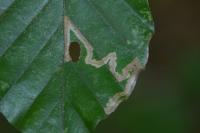 Stigmella hemargyrella