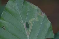 Stigmella hemargyrella