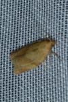 Clepsis consimilana