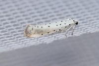 Yponomeuta rorrella