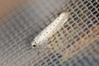 Yponomeuta rorrella