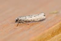 Yponomeuta sedella