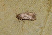 Borkhausenia