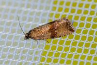 Celypha striana