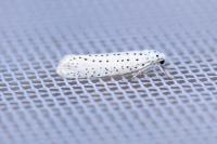 Yponomeuta evonymella