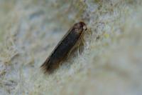 Stigmella
