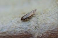 Stigmella