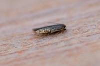 Stigmella