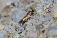 Stigmella