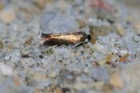 Stigmella
